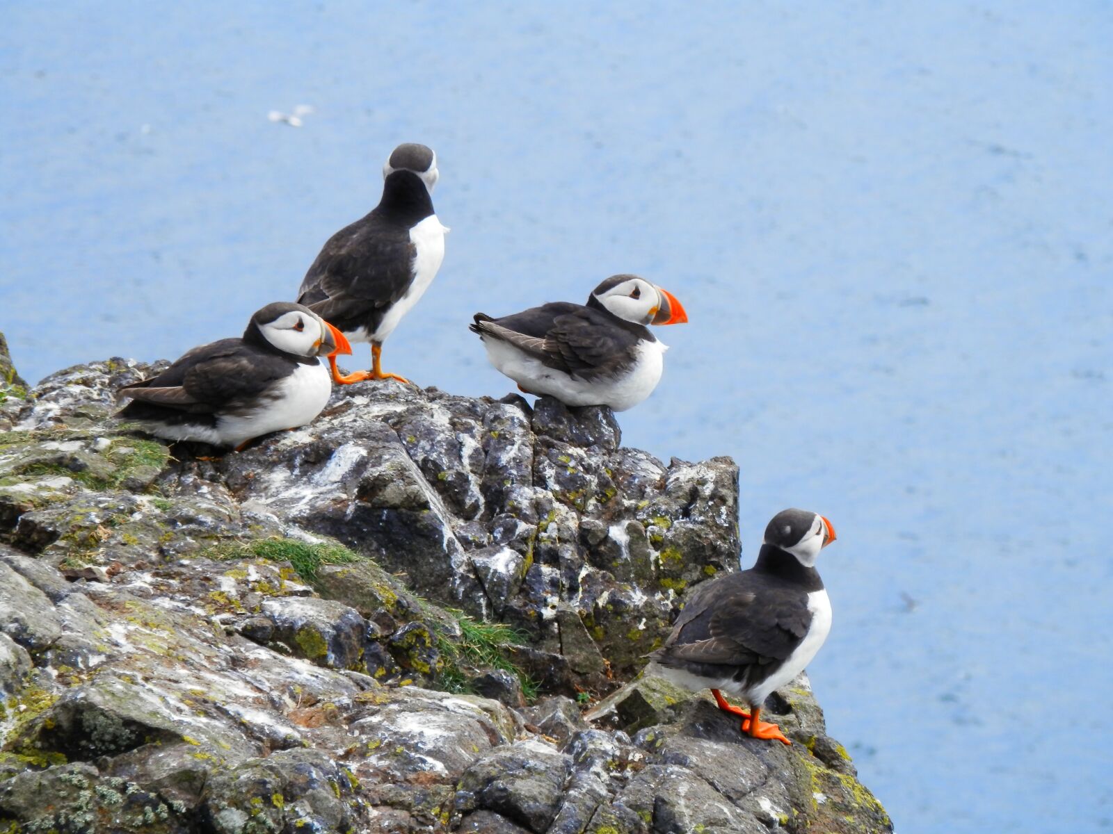 Olympus SZ-14 sample photo. Puffins, seabird, nature photography
