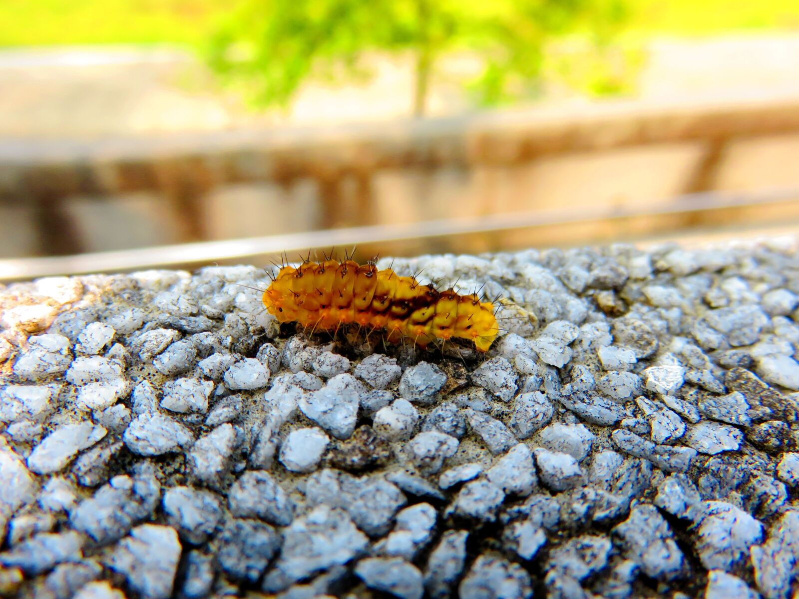 Canon PowerShot SX700 HS sample photo. Mao mao , mao photography