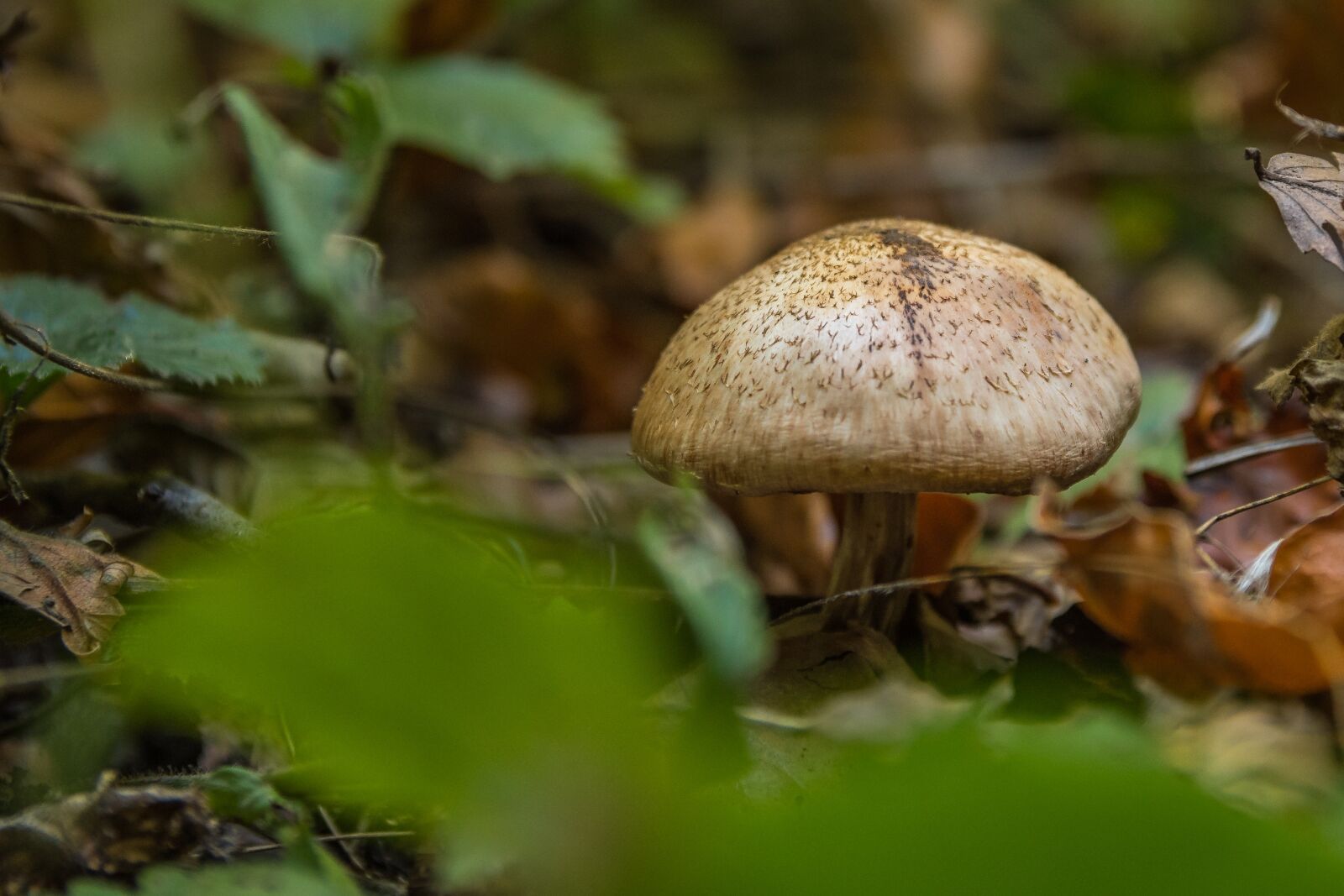 Nikon D7500 sample photo. Mushroom, autumn mushroom, nature photography