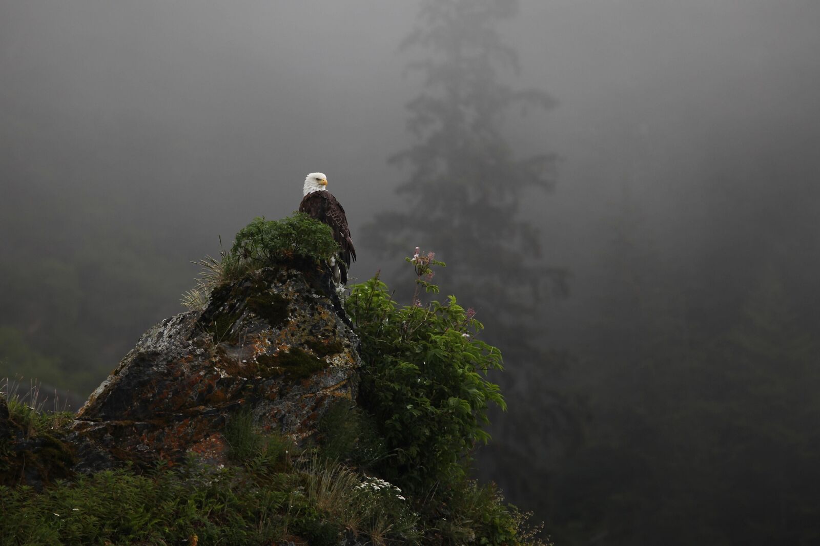 Canon EOS 5D Mark II sample photo. Eagle, bald, perched photography