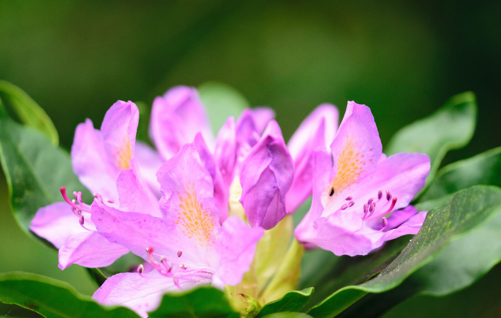Nikon D5300 sample photo. Pink, nature, flowers photography