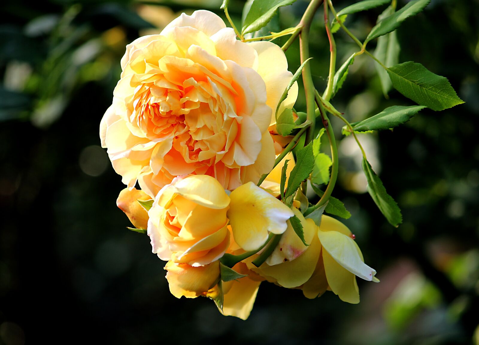 Canon EOS 100D (EOS Rebel SL1 / EOS Kiss X7) + Canon EF-S 55-250mm F4-5.6 IS sample photo. Summer, yellow rose, blossom photography