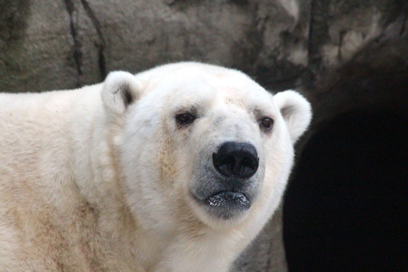 Canon EOS 650D (EOS Rebel T4i / EOS Kiss X6i) sample photo. White bear, polar bear photography