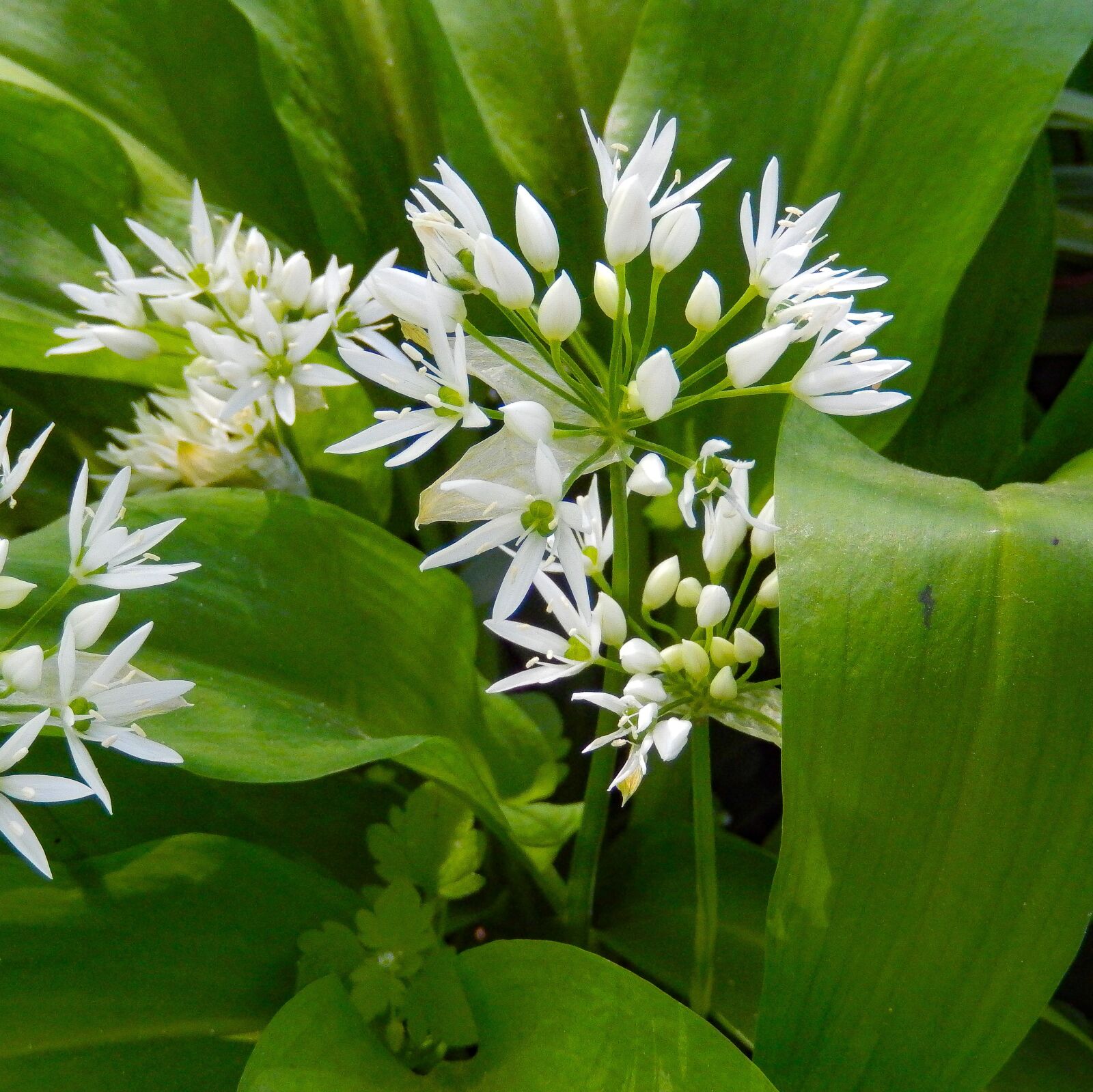 Nikon Coolpix S9500 sample photo. Bear's garlic, allium ursinum photography