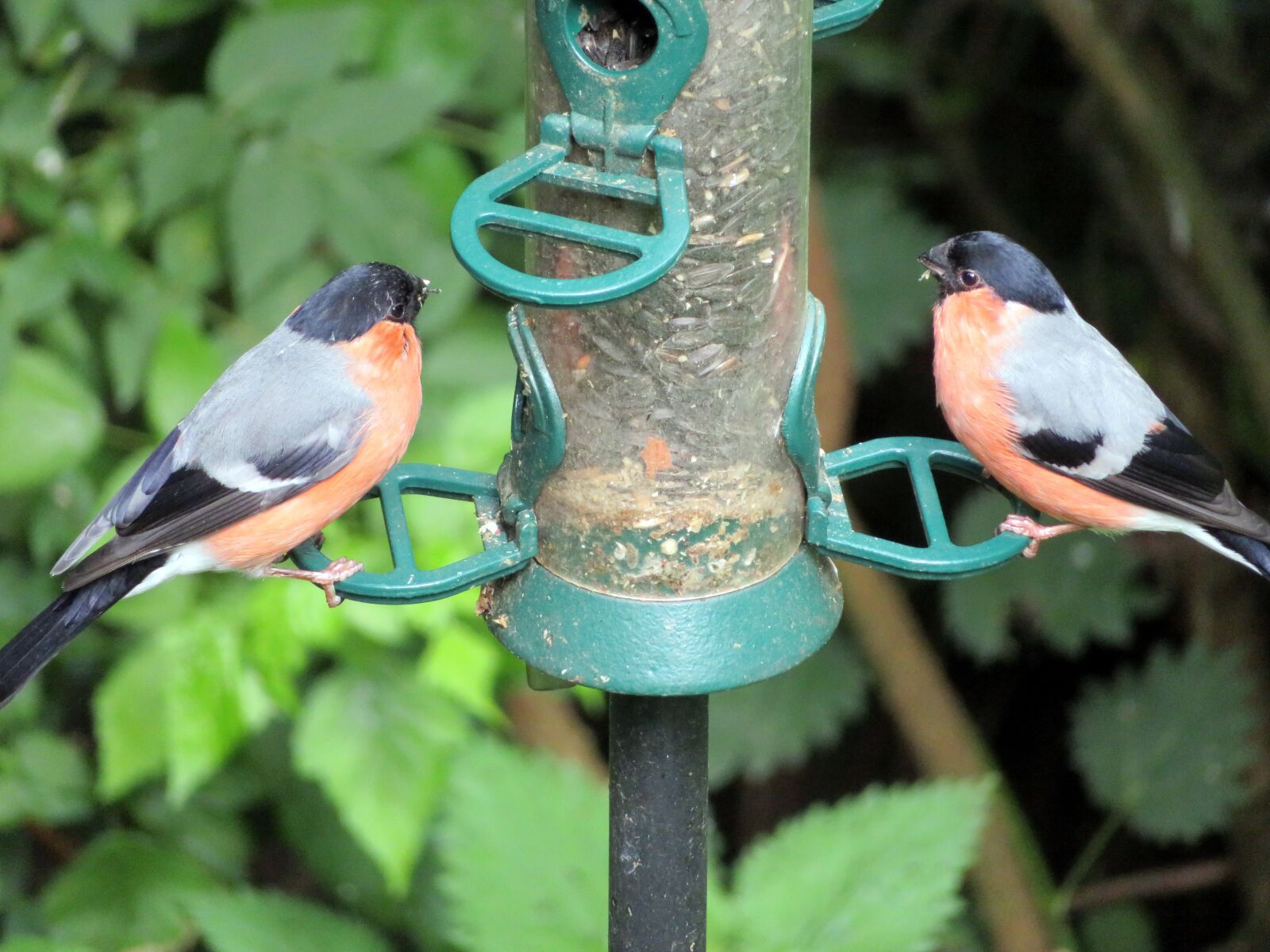 Canon PowerShot SX720 HS sample photo. Bird, bullfinch, wild photography