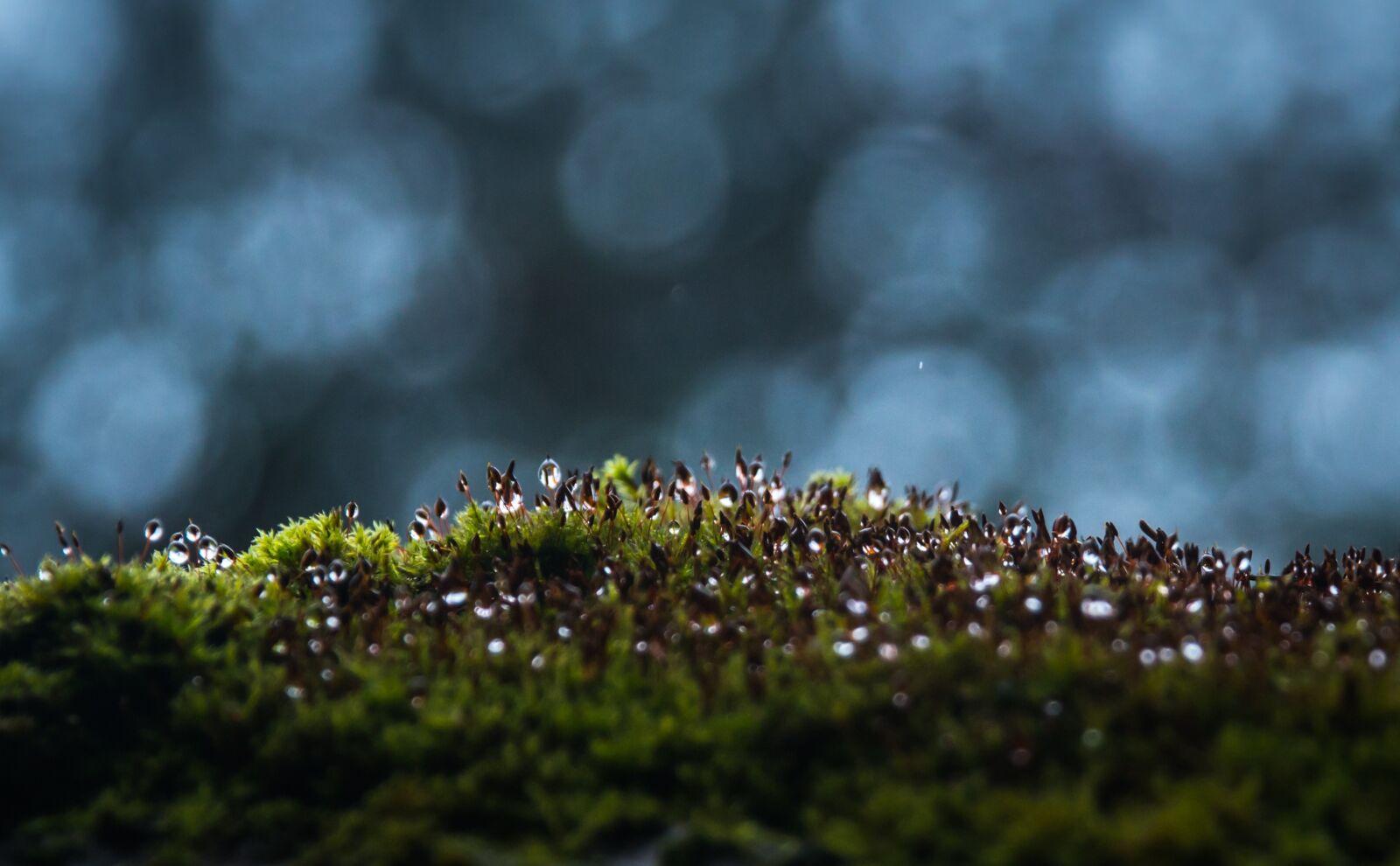 Canon EF 24-70mm F2.8L II USM sample photo. Moss, rosa, bokeh photography