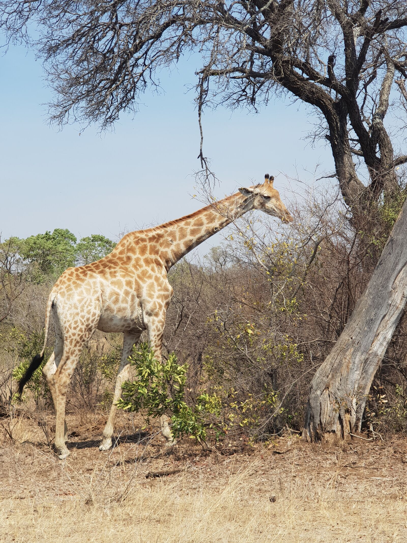 Samsung Galaxy S9+ sample photo. Giraffe, kruger national park photography
