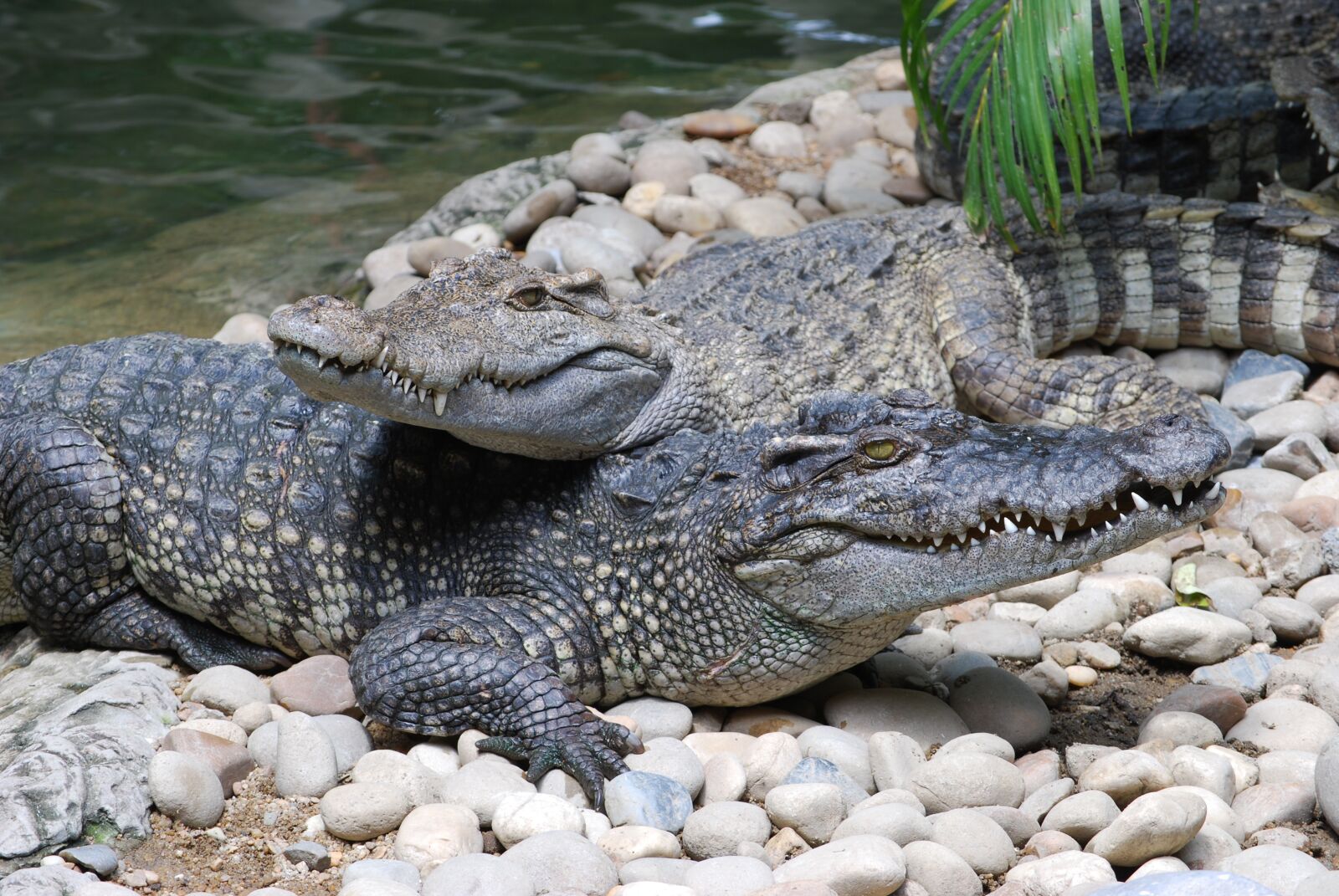 Nikon D60 sample photo. Crocodile, zoo, mouth photography