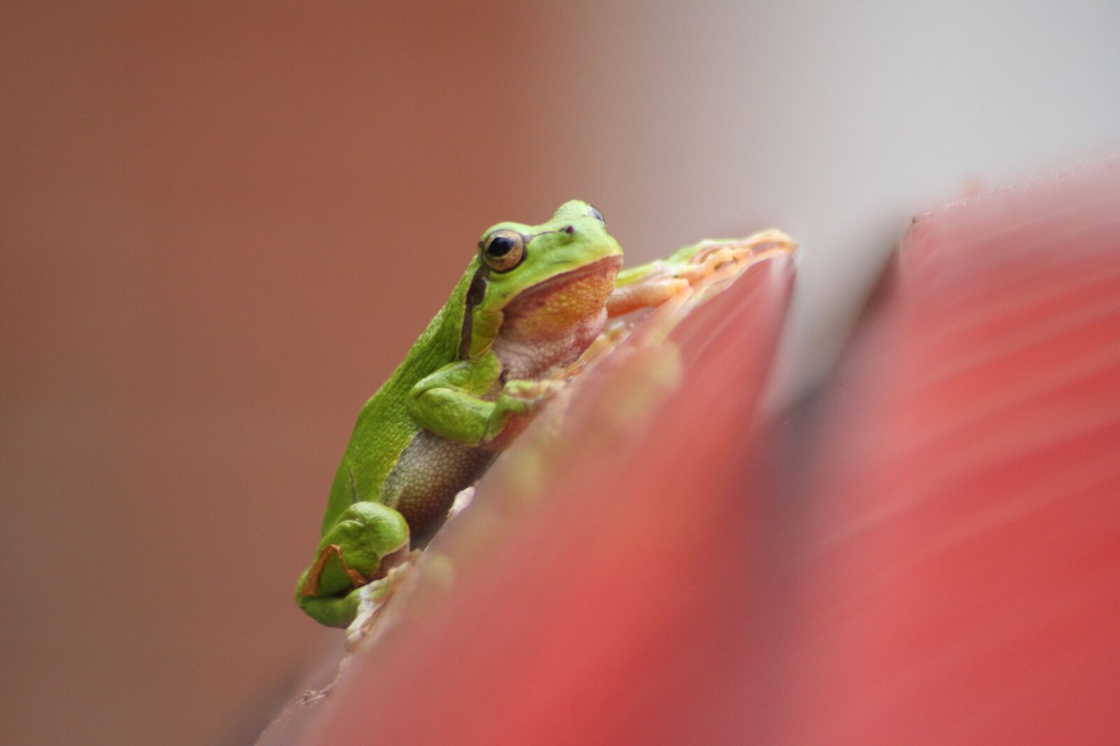 Canon EOS 350D (EOS Digital Rebel XT / EOS Kiss Digital N) sample photo. Frog, green tree frog photography