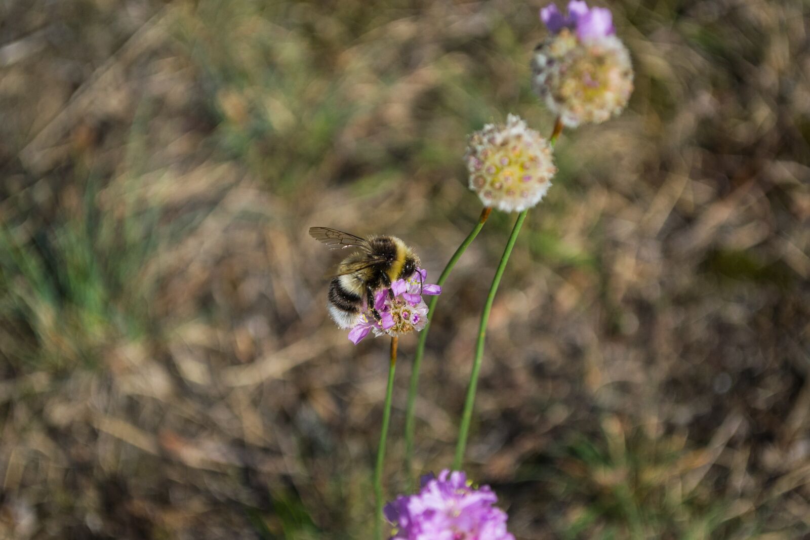 Nikon D3100 sample photo. Hummel, flower, food photography