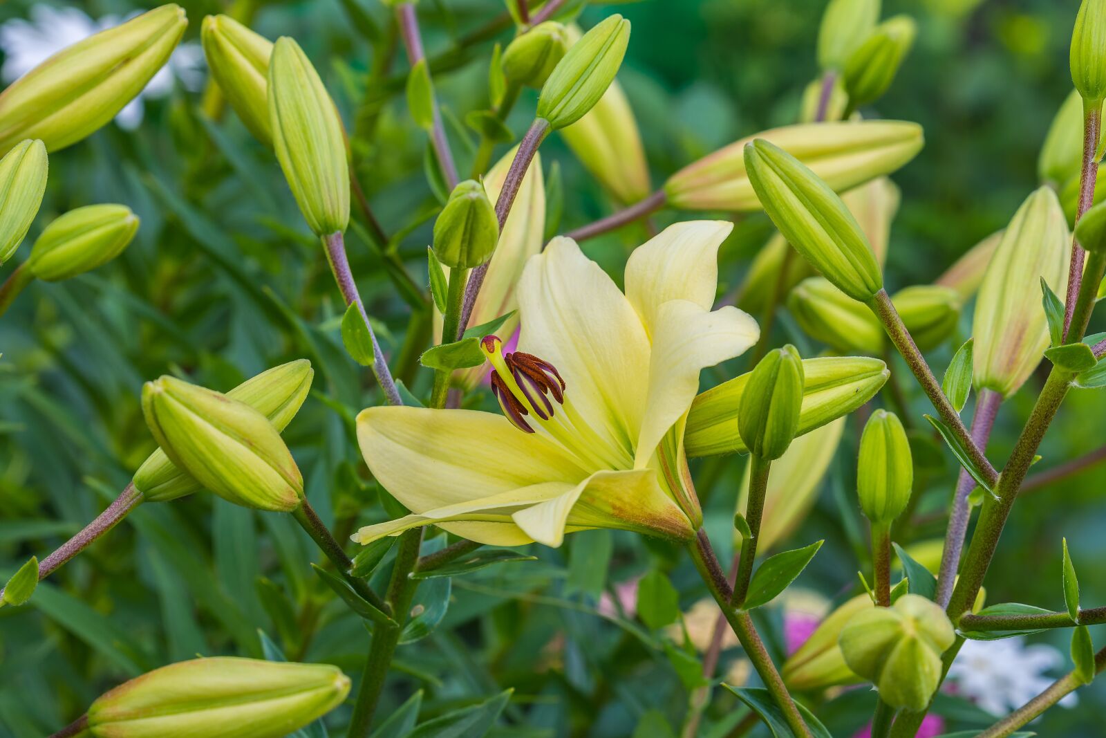 Nikon D7200 sample photo. Flowers, lily, flower photography