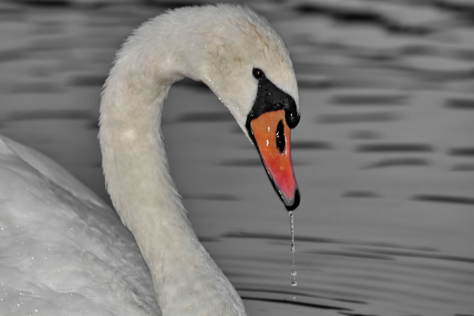 Nikon D5500 sample photo. Beak, neck, swan, swimming photography