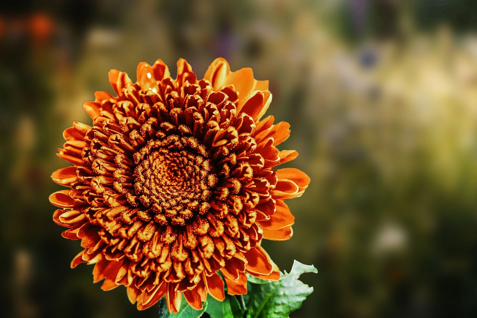 Nikon Z6 sample photo. Flower, dahlia, nature photography