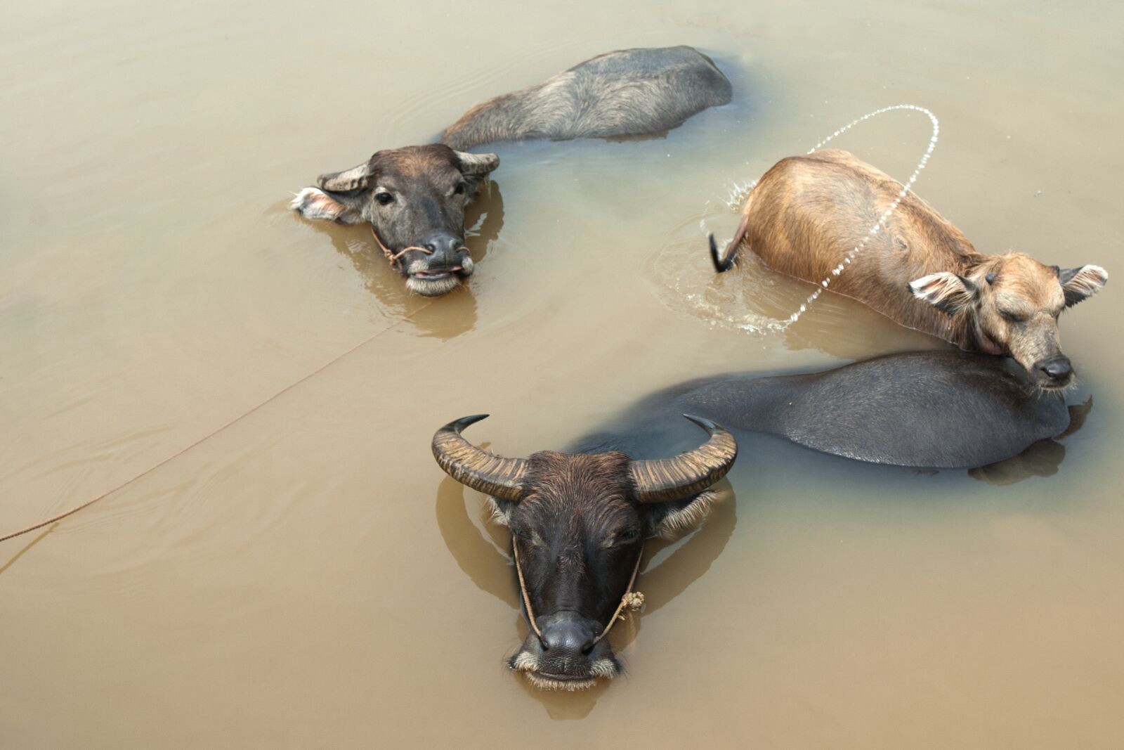 Nikon D200 sample photo. Water buffalo, swim, b photography