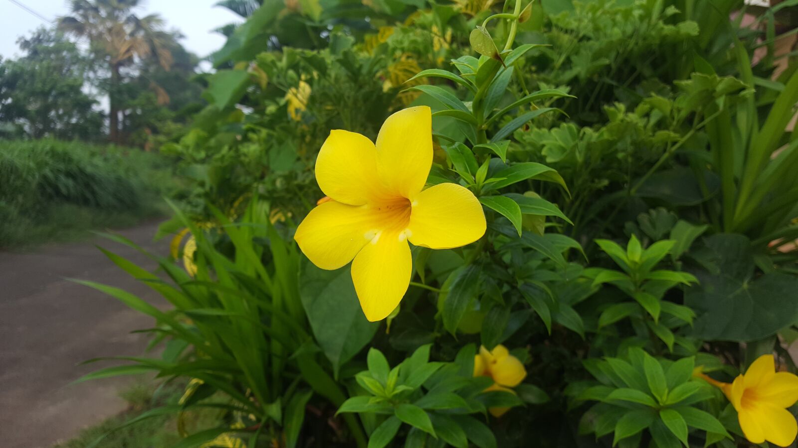 Samsung GALAXY S6 edge sample photo. Flower, yellow, nature photography