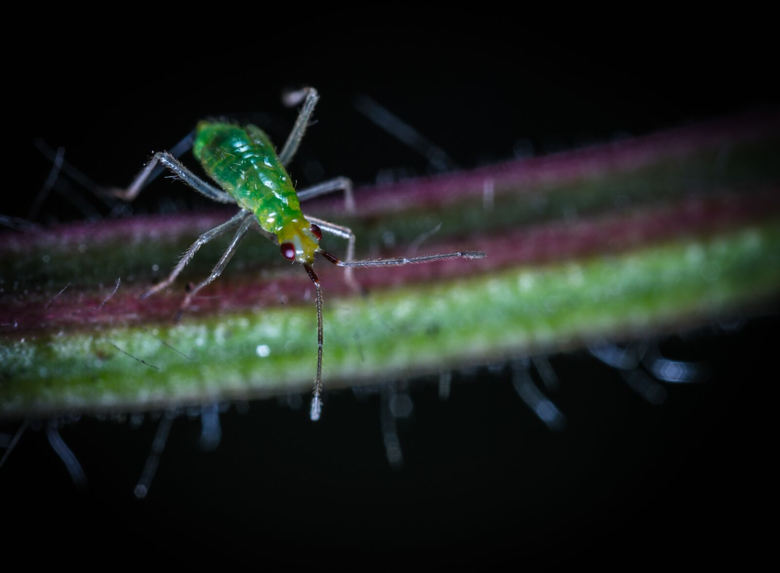 #124 65/2.8 sample photo. Nature, insect, animals photography