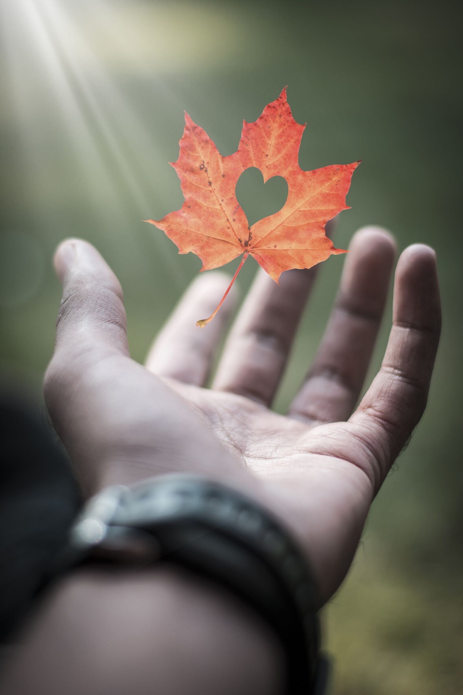 Nikon D5200 sample photo. Outdoors, nature, leaf photography