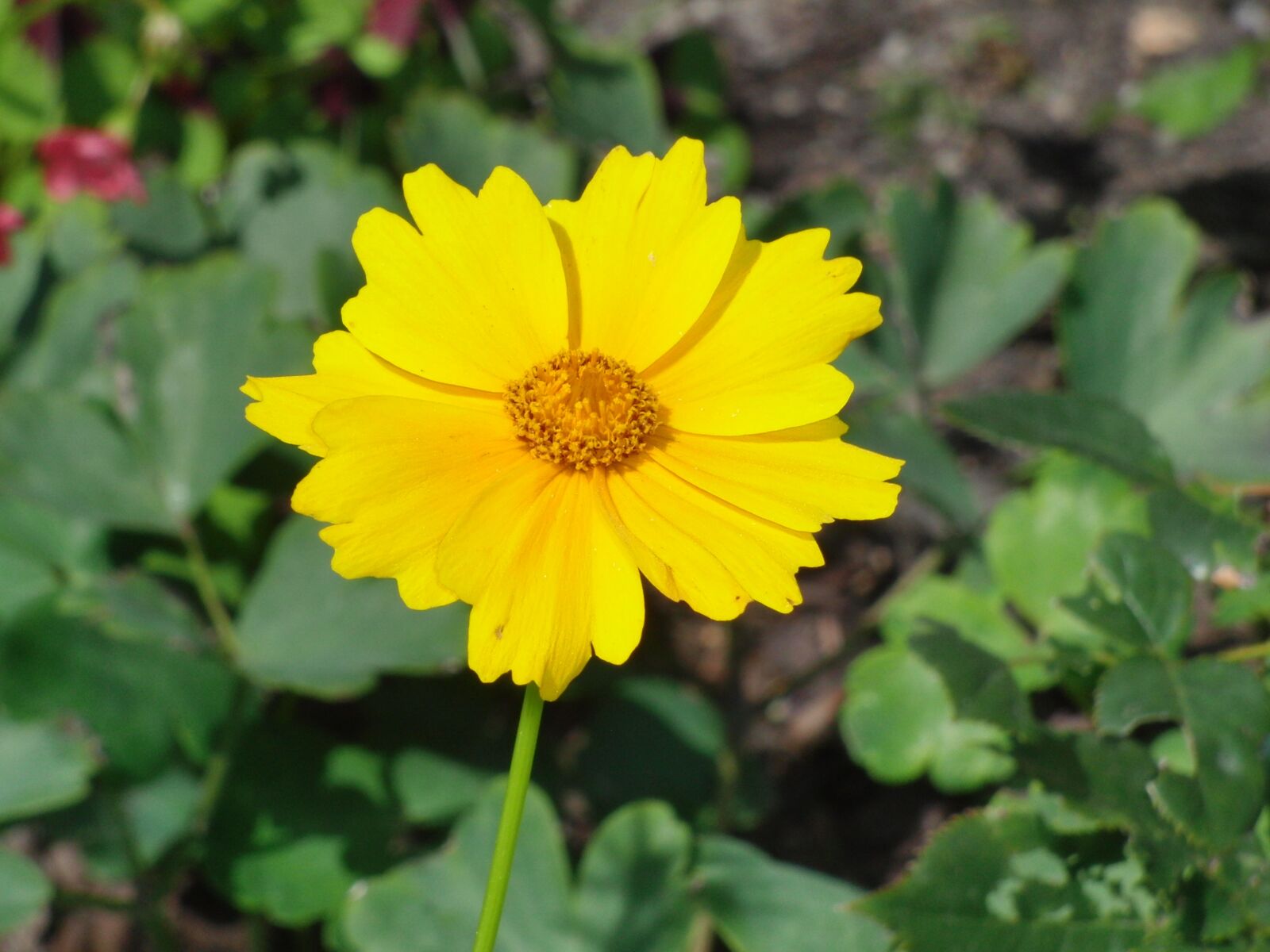 CASIO EX-FC100 sample photo. Flower, blossom, bloom photography