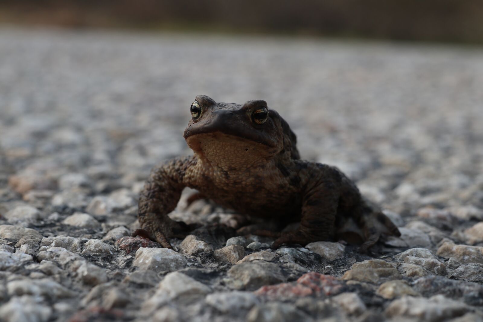 Canon EF-M 32mm F1.4 STM sample photo. Frog, road, eyes photography