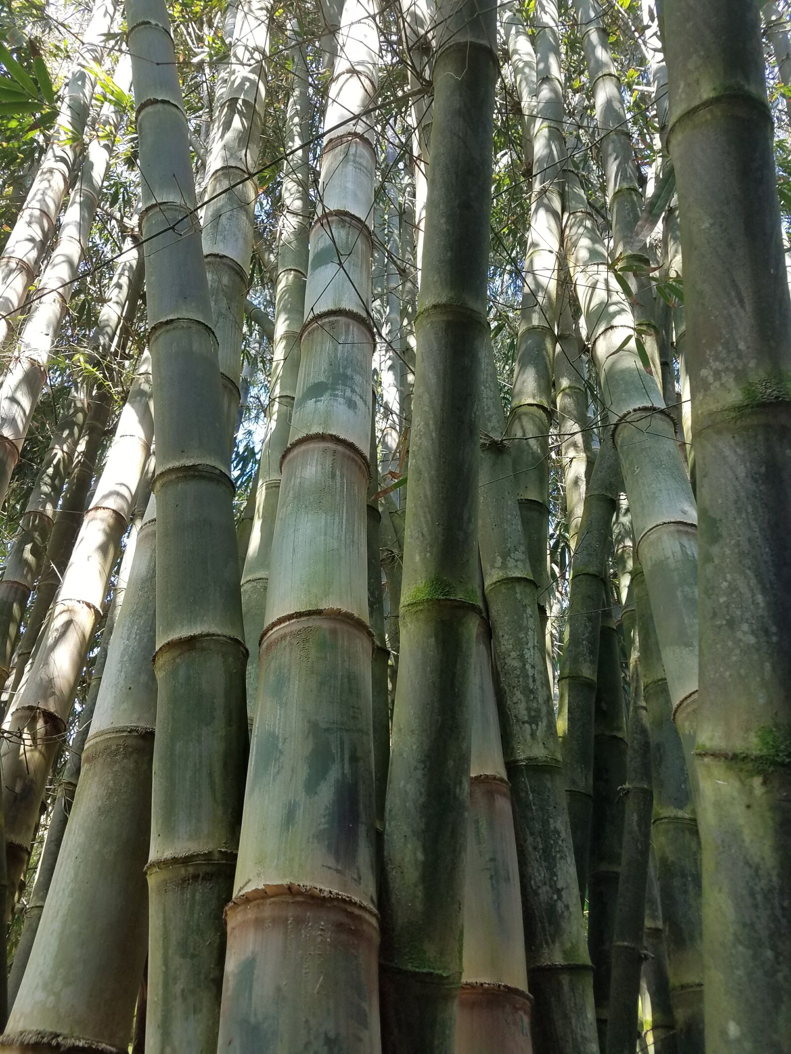 Samsung Galaxy S7 Edge sample photo. Bamboo, forest, hawaii photography