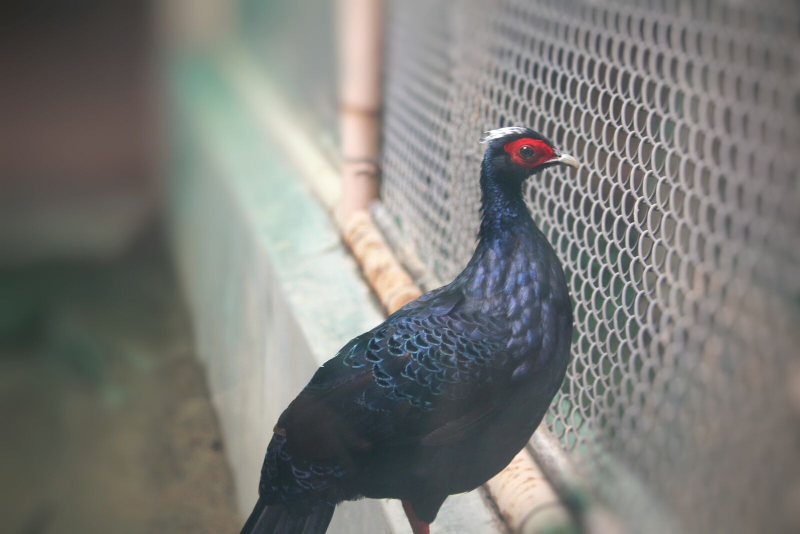 Canon EOS 1200D (EOS Rebel T5 / EOS Kiss X70 / EOS Hi) sample photo. Bird, aves, zoo photography