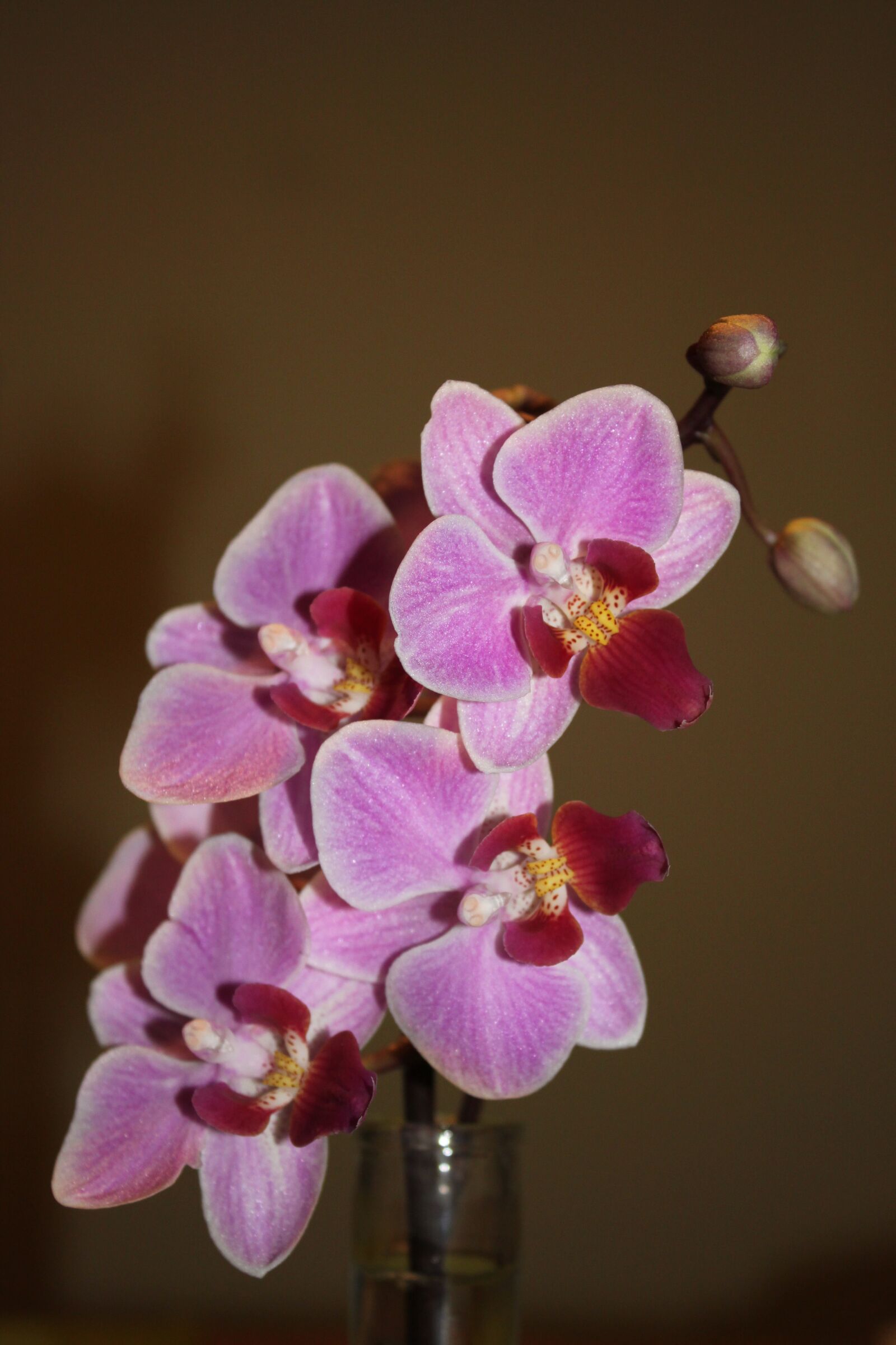 Canon EOS 500D (EOS Rebel T1i / EOS Kiss X3) sample photo. Flower, nature, plant photography