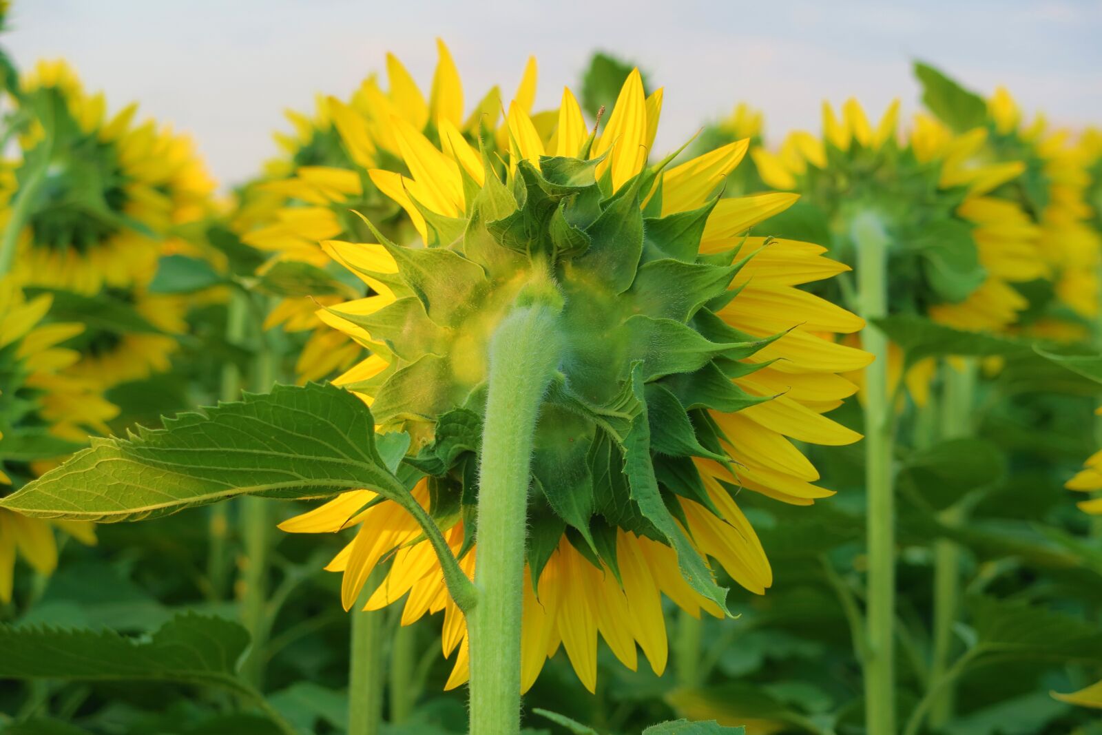 Canon PowerShot G7 X sample photo. Sunflower, nature, flower photography