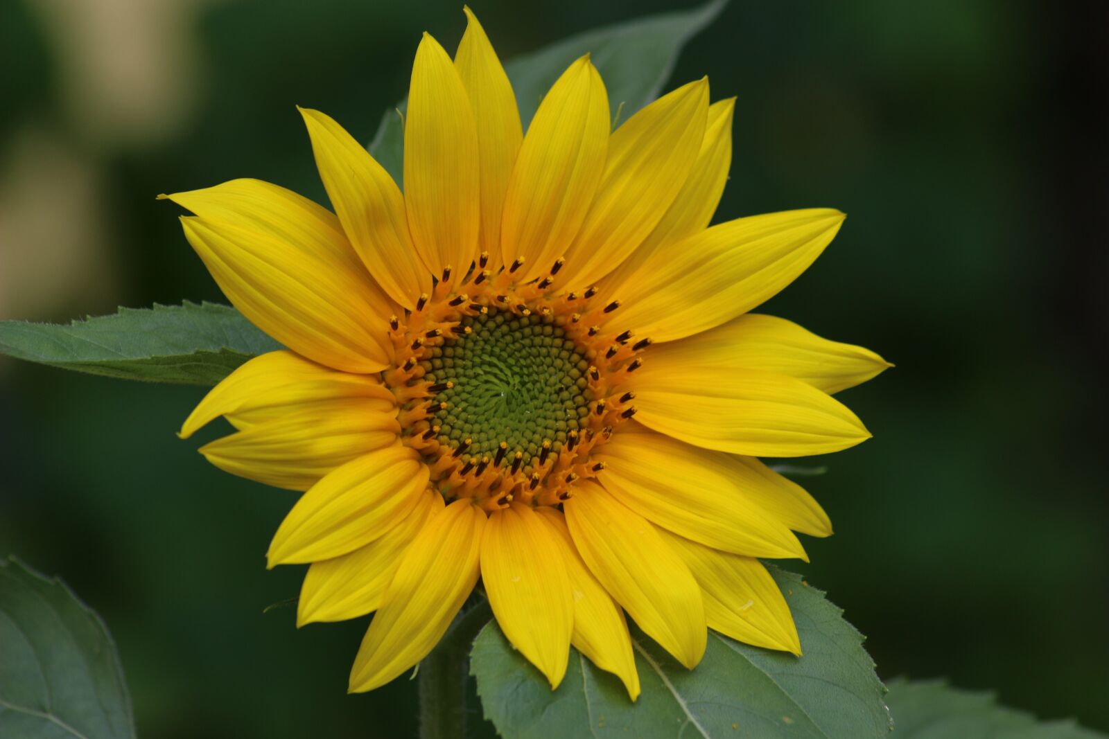 Canon EOS 100D (EOS Rebel SL1 / EOS Kiss X7) sample photo. Sunflower, yellow flower, nature photography