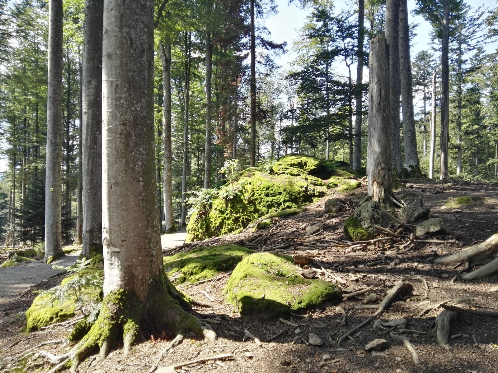 HUAWEI GRA-L09 sample photo. Forest, stone, moss photography