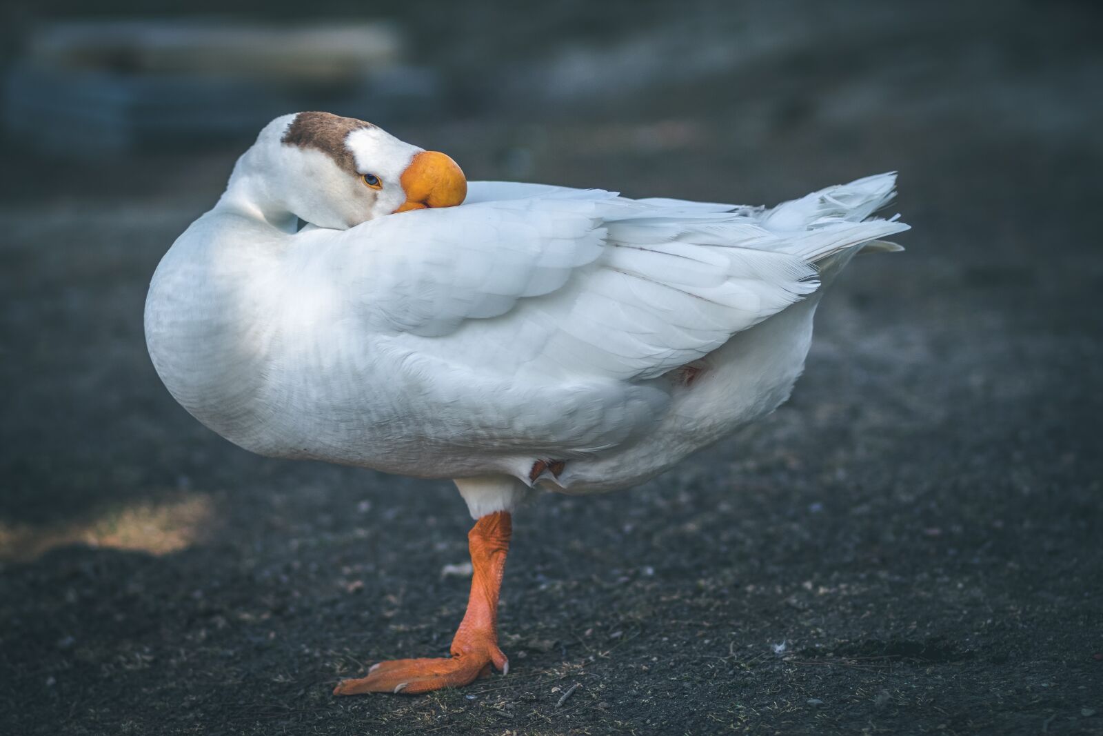 Canon EOS 1300D (EOS Rebel T6 / EOS Kiss X80) + Canon EF 85mm F1.8 USM sample photo. Oca, duck, beak photography