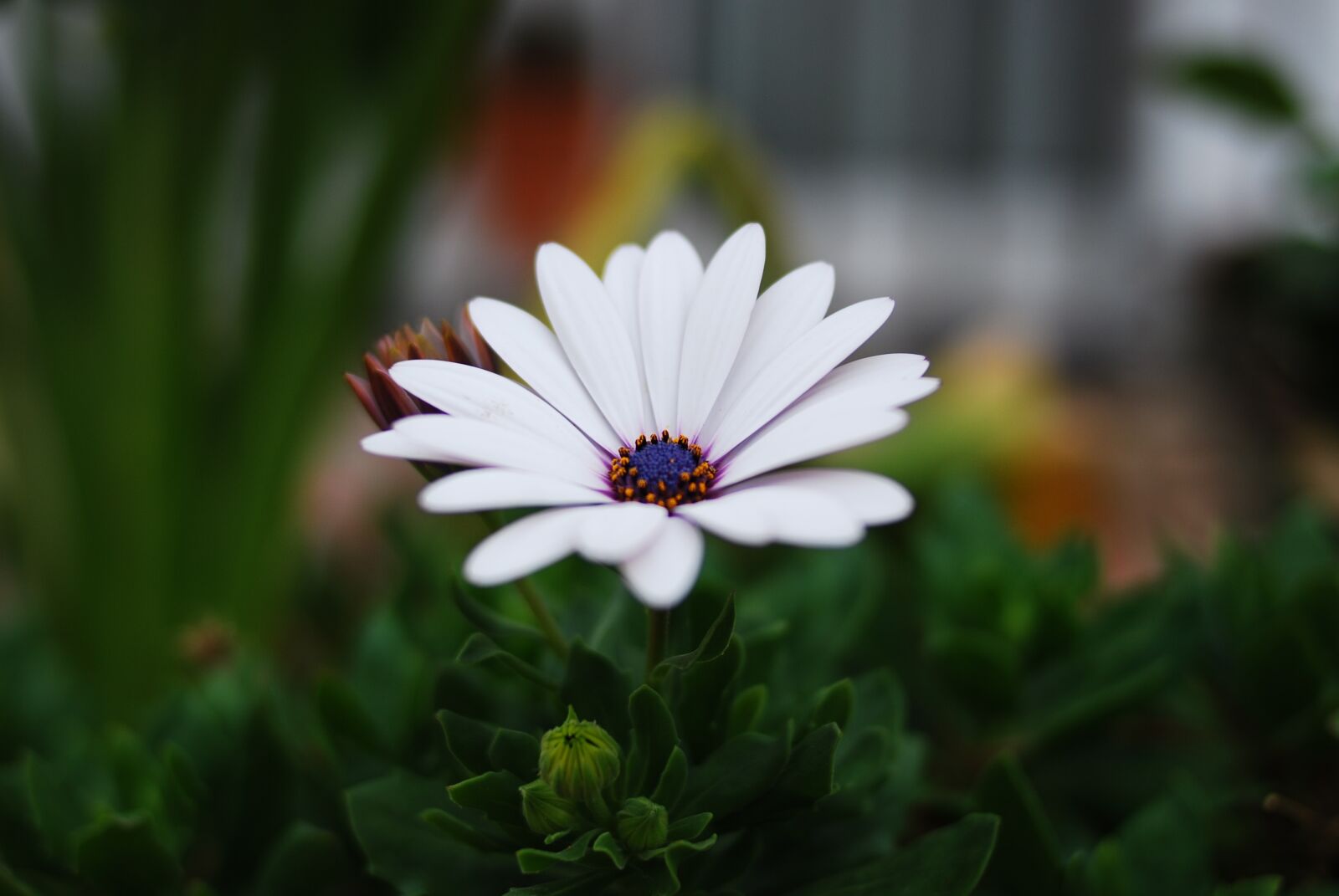 Nikon D80 sample photo. Flower, nature, plant photography
