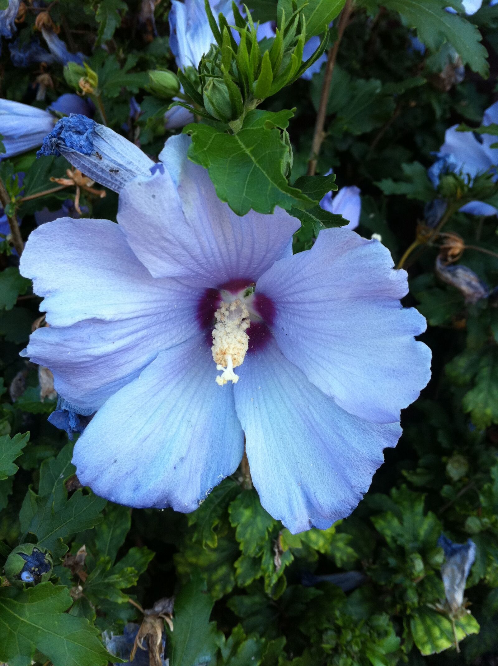 Apple iPhone 4 sample photo