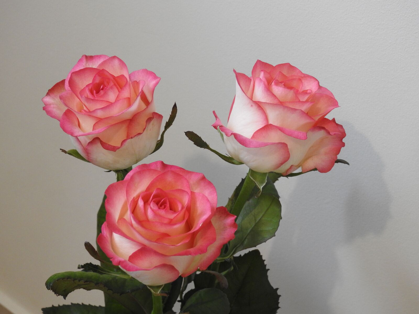 Nikon Coolpix P900 sample photo. Roses, flowers, nature photography