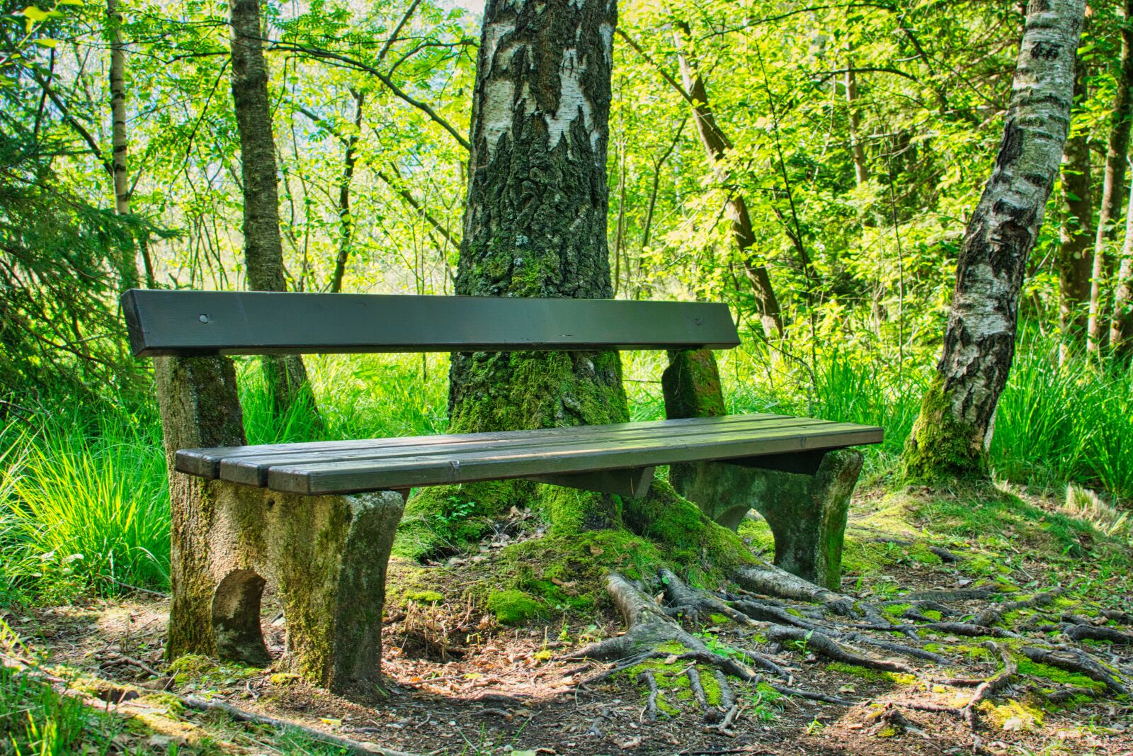 Nikon D7100 sample photo. Bench, wooden bench, nature photography