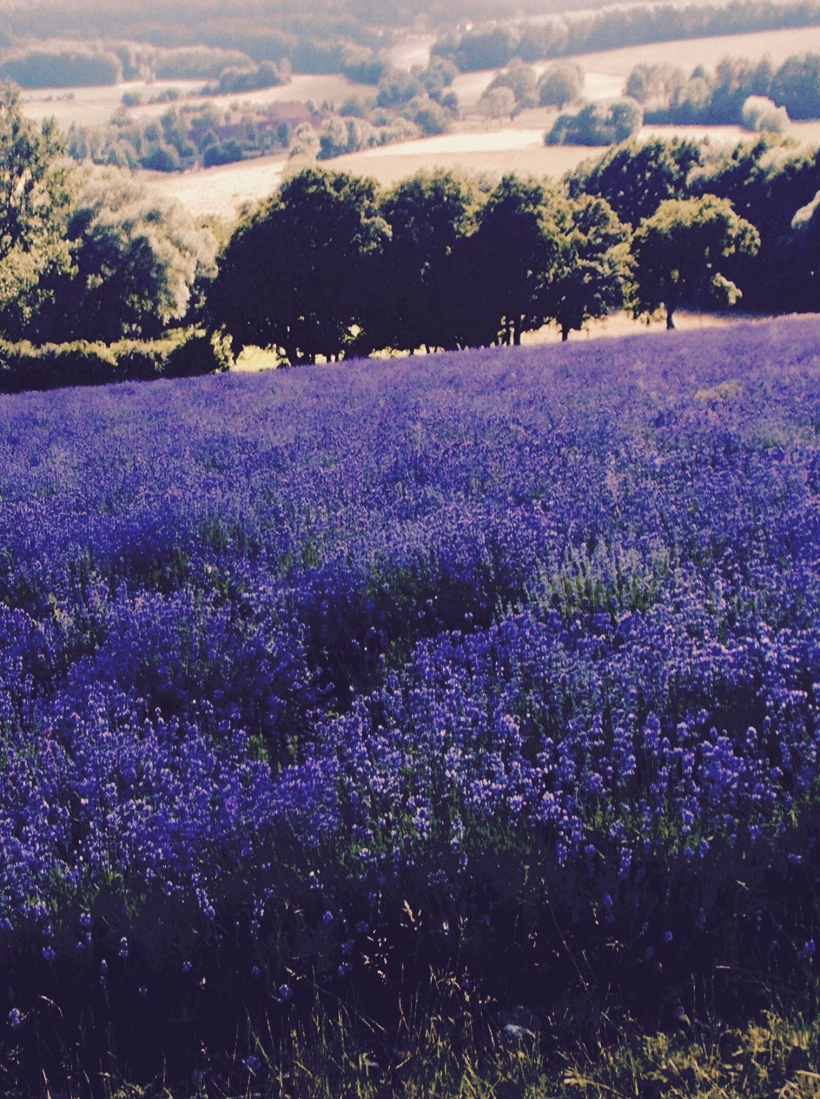 Nikon COOLPIX L29 sample photo. Lavender, lavender field, lavandula photography