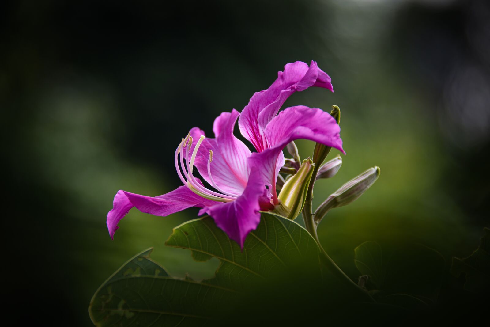Nikon D7200 sample photo. Flower, petals, buds photography