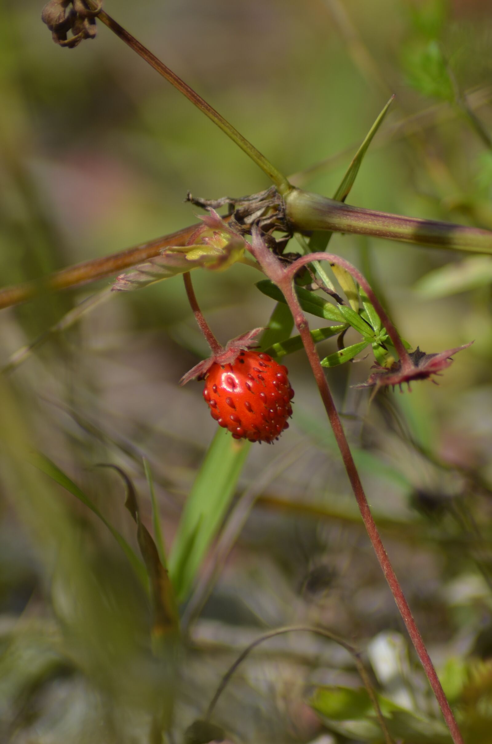 Nikon D5100 sample photo. Wild strawberry, plant, garden photography