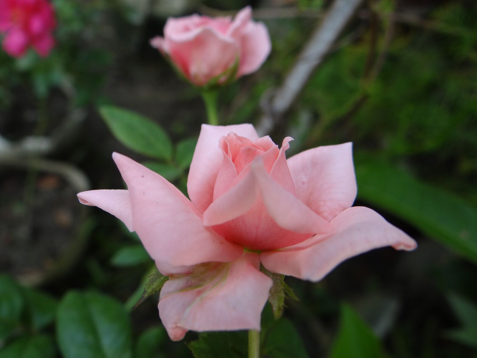 Sony DSC-HX200V sample photo. Pink, rose, closeup photography