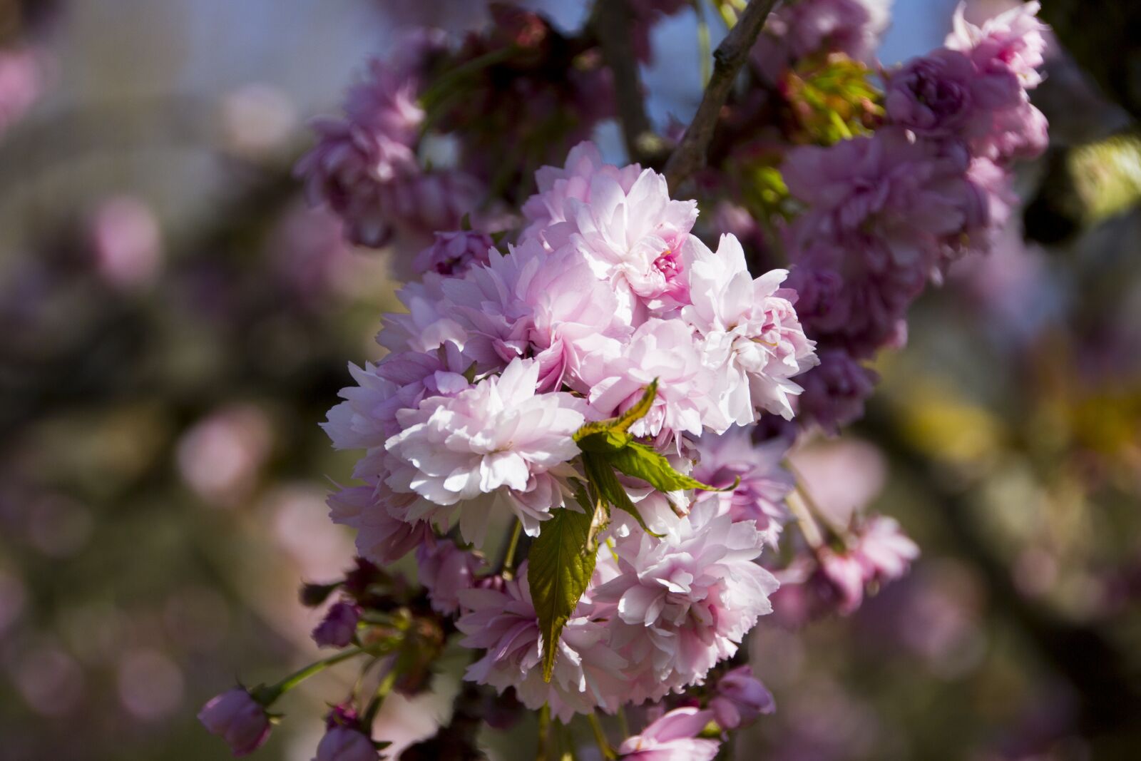 Canon EOS 60D sample photo. Cherry tree, flowers, cherry photography