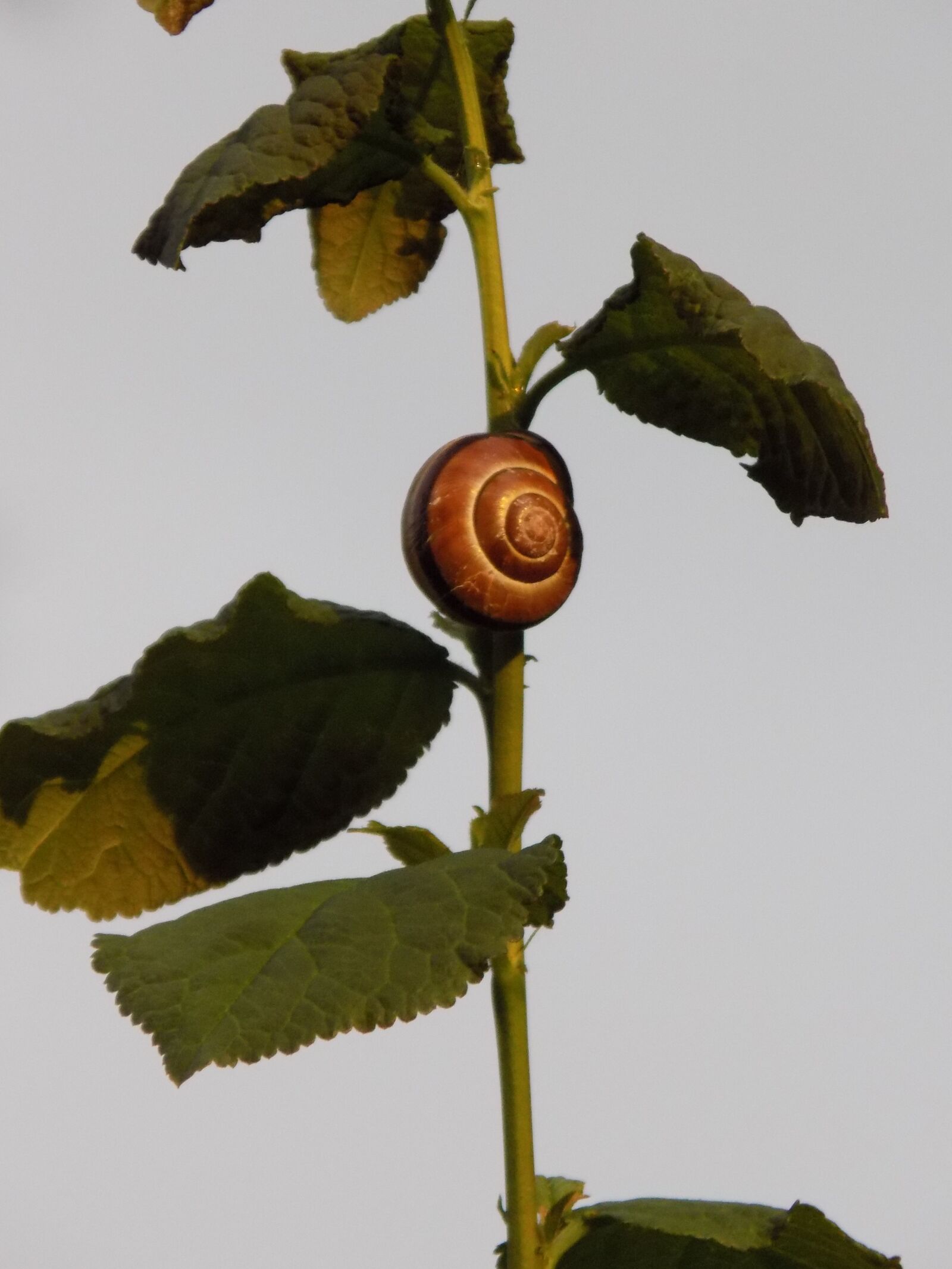 Nikon COOLPIX L340 sample photo. Snail, reptile, mollusk photography
