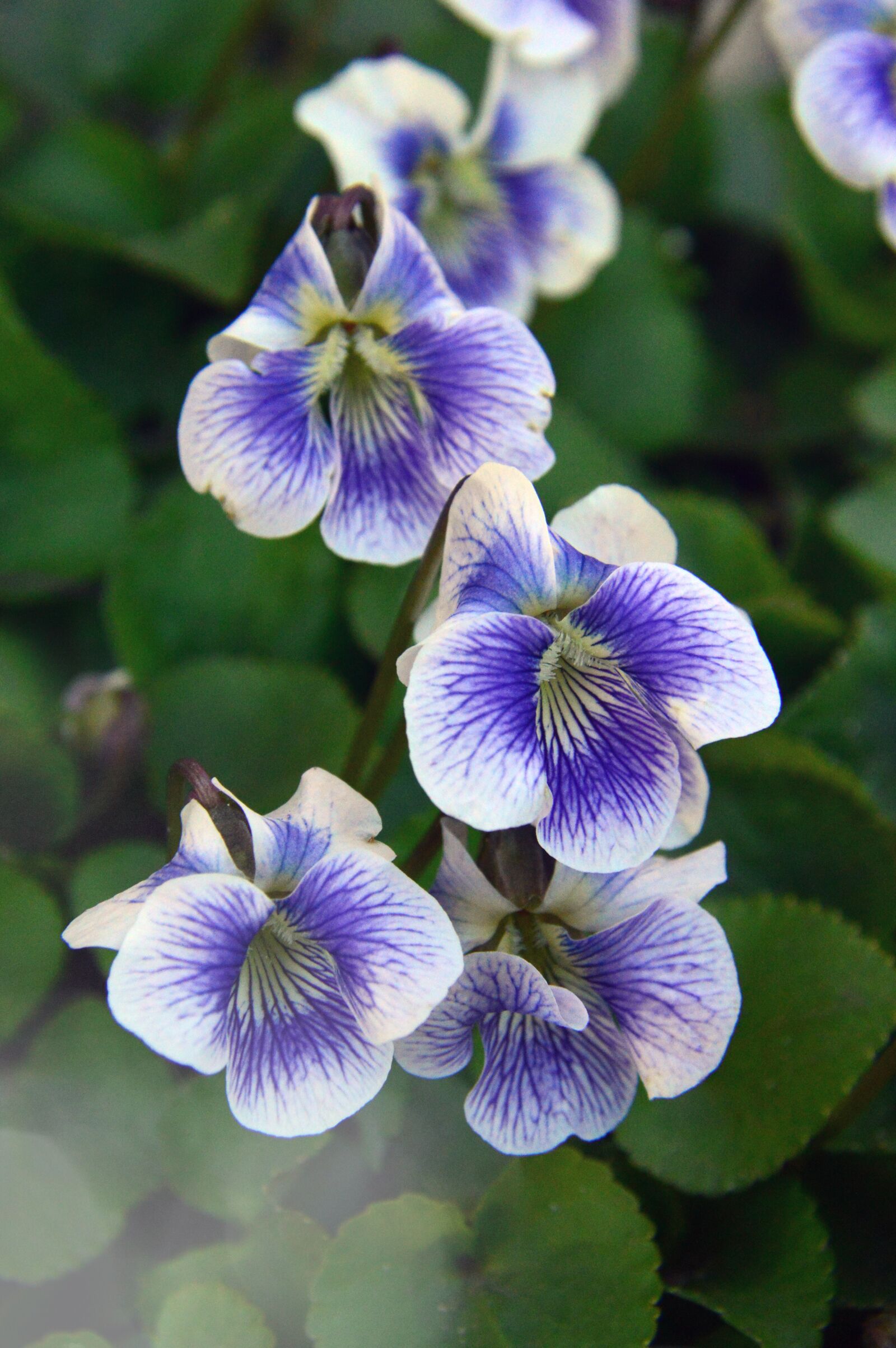 Nikon D3200 sample photo. Flower, outdoors, nature photography