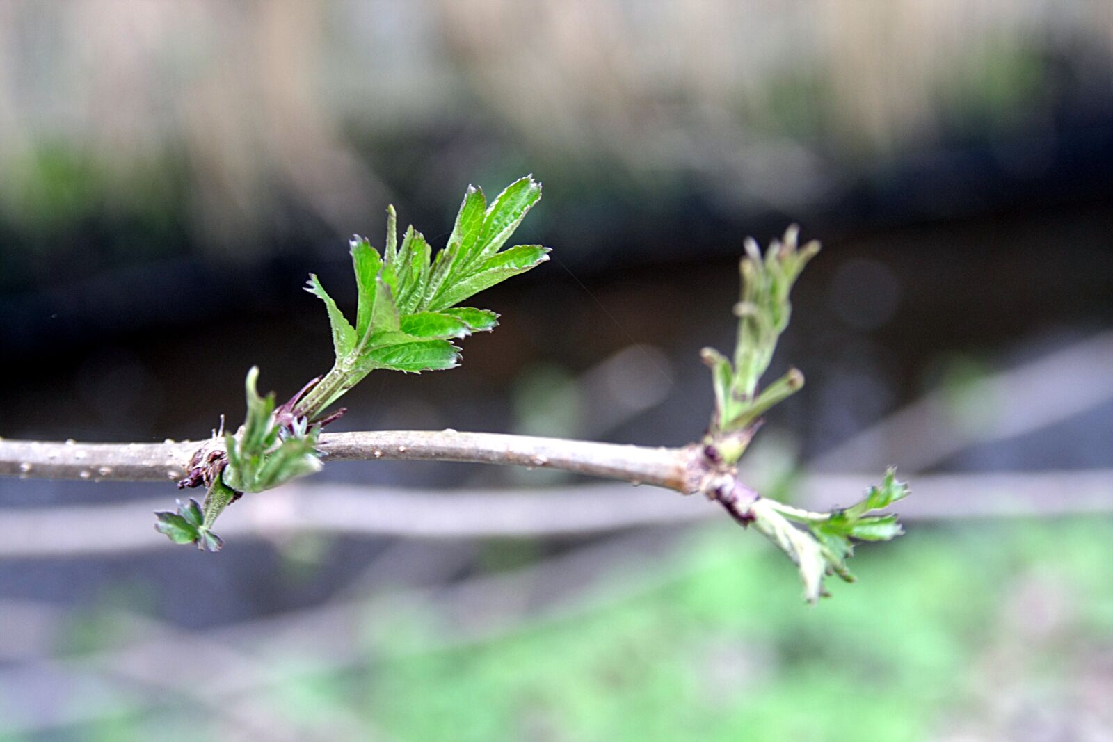 Canon EOS 40D sample photo. Leaf, nature, plant photography