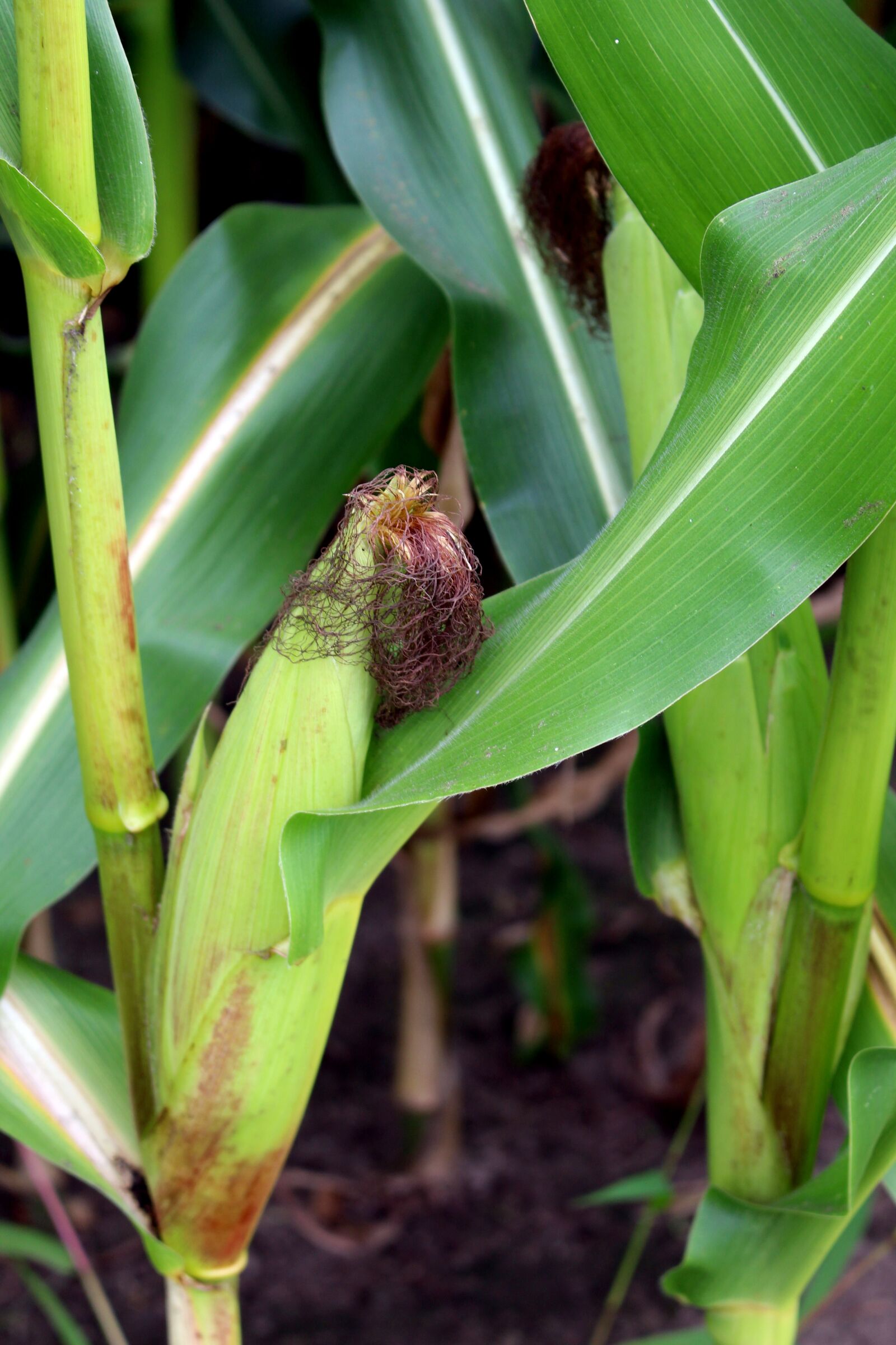 Canon EOS 700D (EOS Rebel T5i / EOS Kiss X7i) sample photo. Corn, summer, field photography