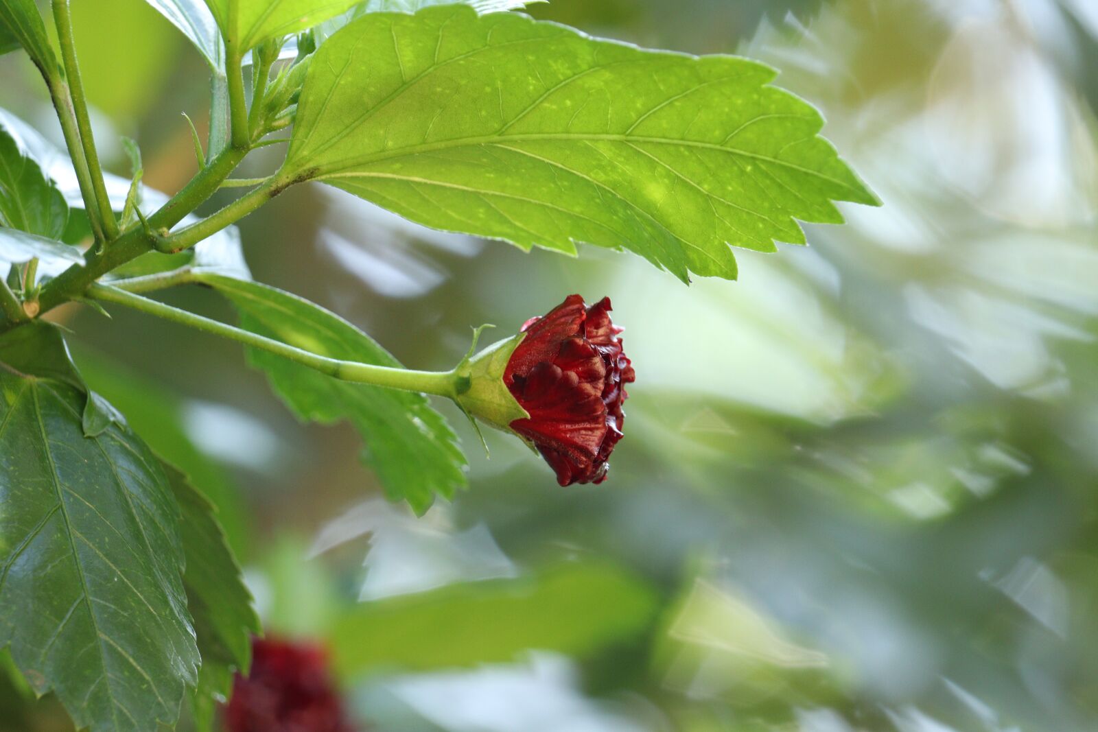 Canon EOS 250D (EOS Rebel SL3 / EOS Kiss X10 / EOS 200D II) sample photo. Green, leaf, flower photography