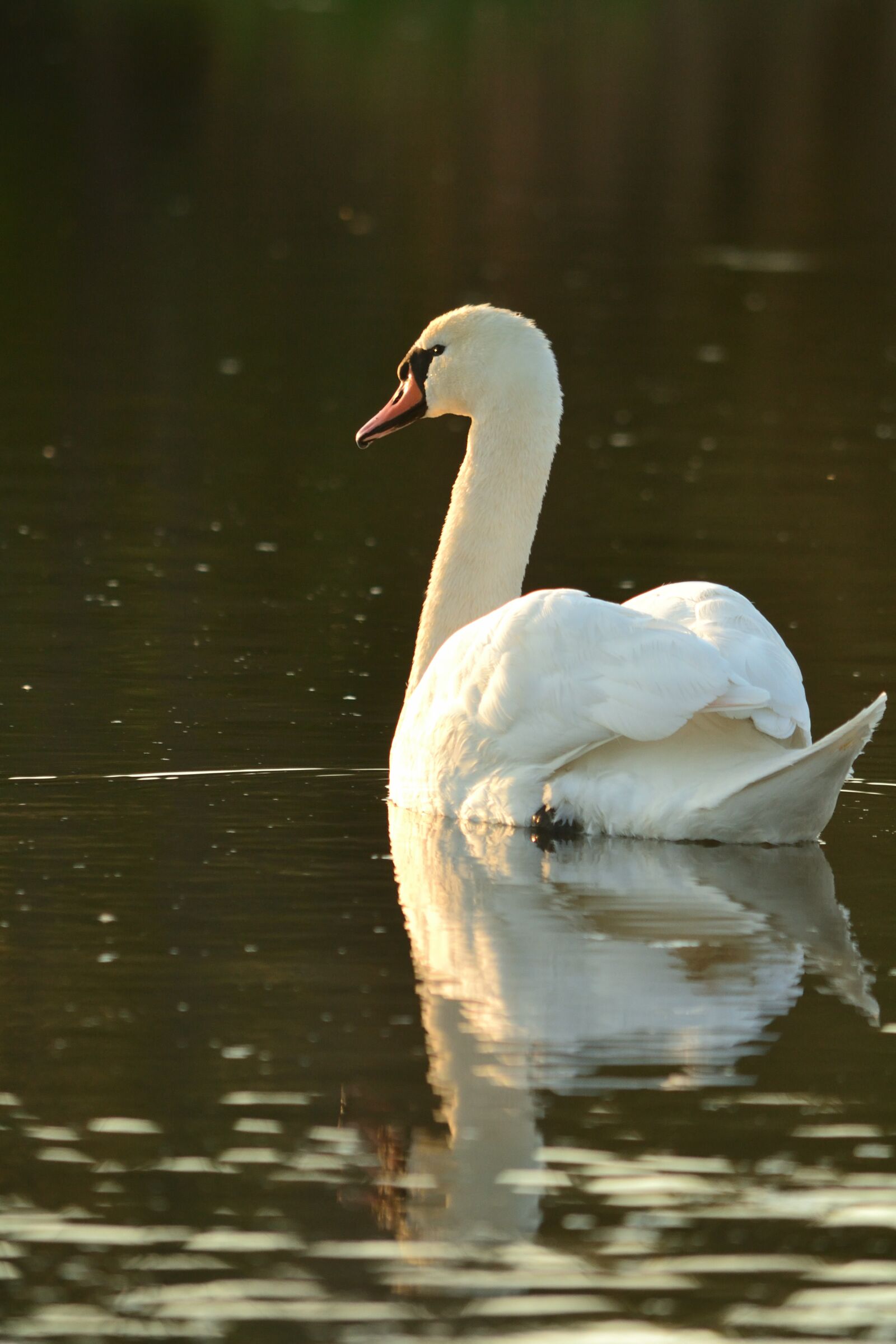 Nikon D3100 sample photo. Swan, lake, nature photography