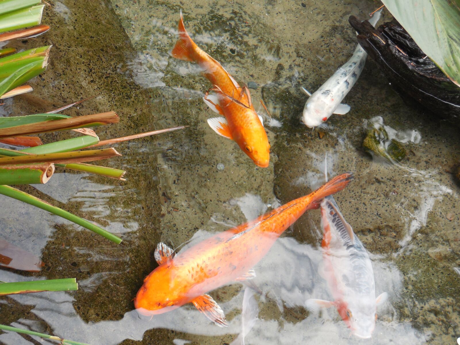 Nikon Coolpix S6500 sample photo. Gold fish pond, fishes photography