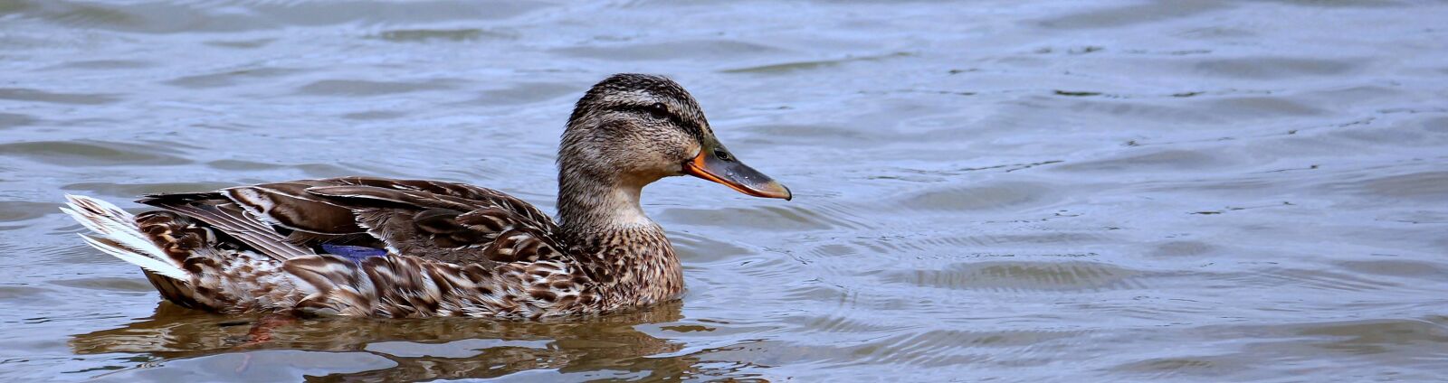 Canon EOS 550D (EOS Rebel T2i / EOS Kiss X4) sample photo. Duck, lake, water photography