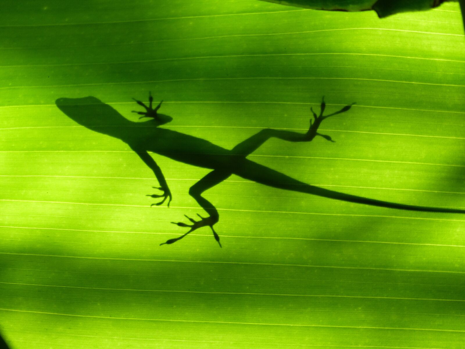 Panasonic Lumix DMC-FZ200 sample photo. Lizard, green, martinique photography