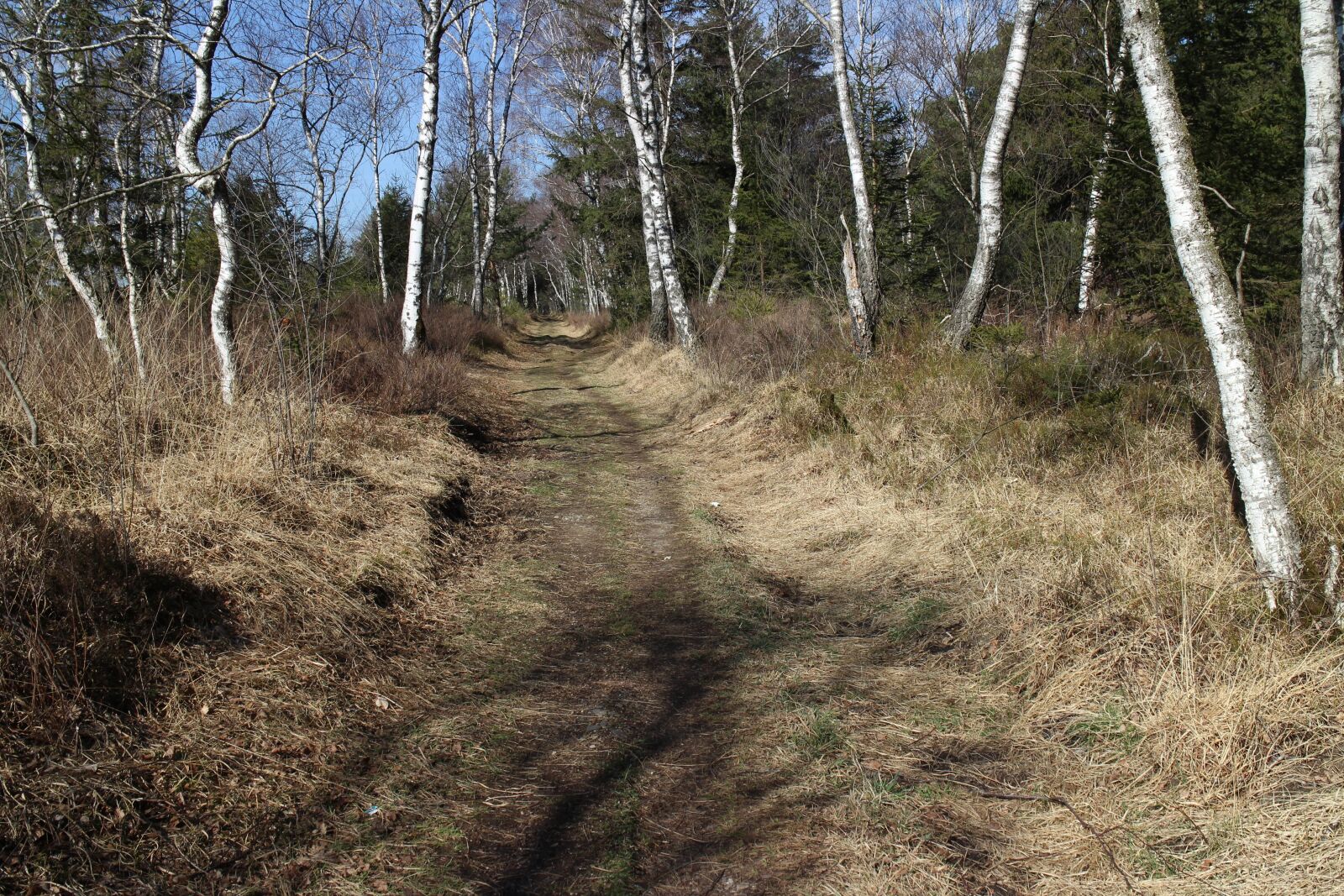 Canon EOS M sample photo. Away, path, birch photography