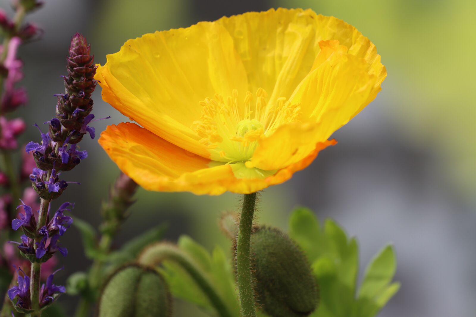 Canon EOS 90D sample photo. Poppy, sage color, meadow photography